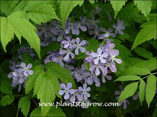 Woodland Phlox (Phlox divaricata ssp laphamii) a tucked under the foliage of Cimicifuga
(June 2).